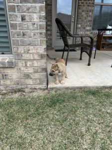 Jafos: 2m old, playful and happy