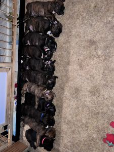 Mixed Puppies for sale