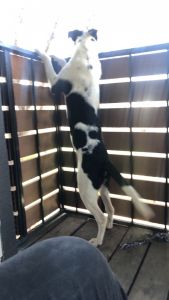 Need a home for this little guy