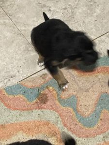 15. Mixed breed puppies husky mix with boxer Cala,, hula.