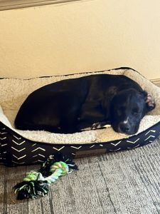 15 week puppy Titus for sale