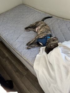 Super friendly puppy for sale