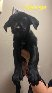 Puppies in need of good home