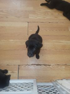 Puppies for sale, 50 dollors each!