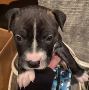 Boxador-Pitt Puppies