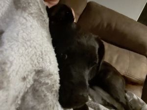 5month old lab/retriever mix