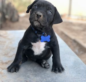 Cane Corso/Presa