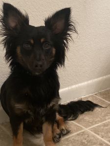 Mini pin/ chihuahua mix for sale