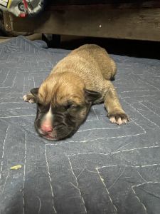 German Shepard/Pit Mix Pups