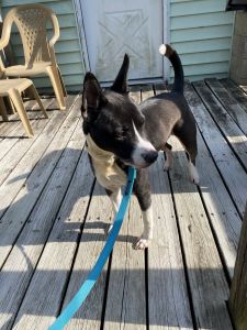 Free dog to good home