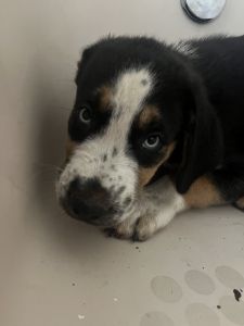 FREE Puppy for adoption