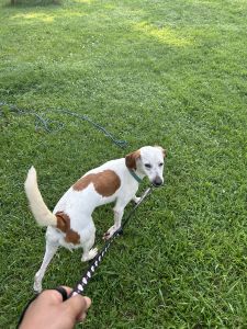 Mixed breed friendly & playful dog