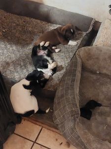 puppies for sale
