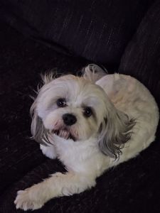 Zuchon Puppies avaliable