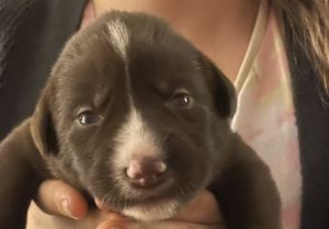 Wire Haired PointerXHusky Mix