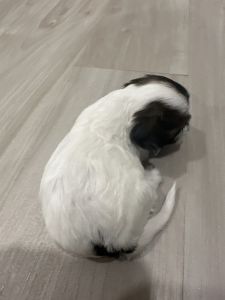 December Christmas Puppies for Sale