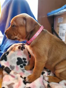 READY VALENTINES DAY/ BULLY MIX PUPPIES ... Born Dec 21st of 2023.