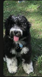 THE LOYAL OLDE ENGLISH GOLDENDOODLE