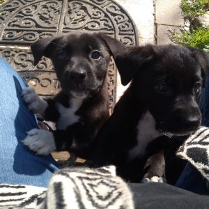 Malinois mix pitbull puppies