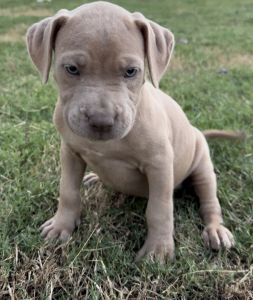 BANDOG PUPPIES FOR SALE