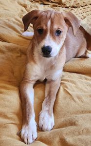 Bigfoot tall big young puppies