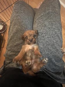 Puppies for sale
