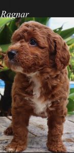 Cavoodle Puppies