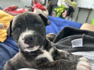 3 females left Greenville nc