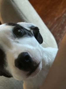 Mixed pitbull puppy-Male 11 weeks old