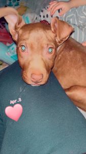 Meet HENRY 17 week pitbull/ terrier mix