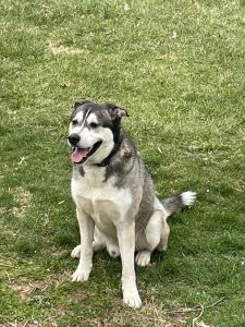Husky Shepherd mix