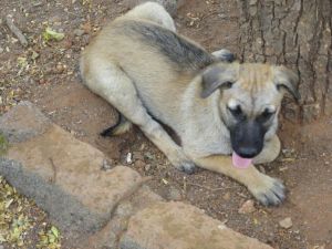 3 mixed labrador pups available free of cost