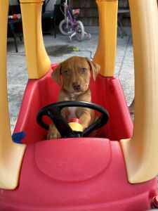 Mix Puppies for adoption 5/30