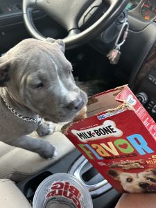 Duke cane corso blue nose Pitt mix