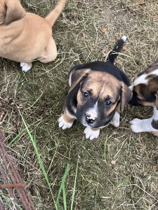 Rehoming puppies