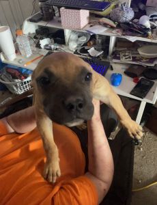 2nd generation boxer/pit (bull boxer) puppies