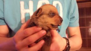 Part Rott Part pitt.