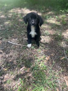Small fee 100 cocker spaniel mix poodle