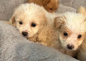 Beautiful puppies for sale Maltese Pomeranian mixed
