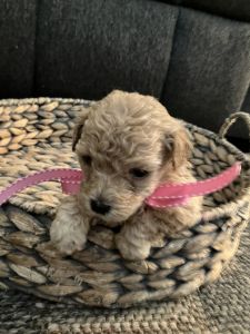 Toy Poodle/Shitzu/Cavalier