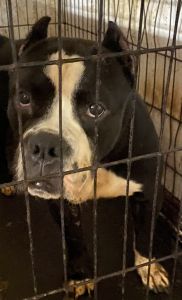 3 Mixed Bullies for sale