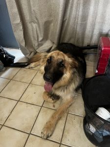 Loving GS / Yellow Lab