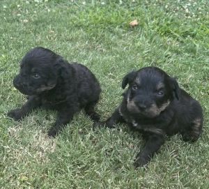 The Cutest Puppies!!!