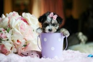 Gorgeous Mixed Breeds