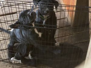 Mixed breed German pointer Rottweiler huski kelpie pups for free