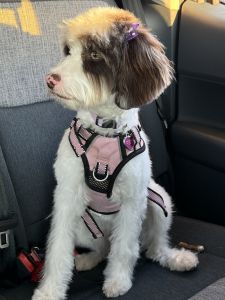 Aussiedoodle