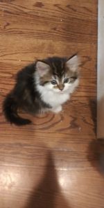 Adorable Maine Coon/Lambkin Kitten
