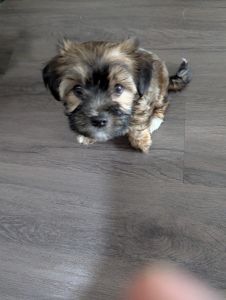 Adorable Malshi and Havashire Mixed Puppies