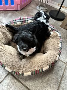 Mixed Small Breed Puppies