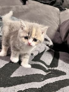 Wunderschönes Kätzchen – Britisch Kurzhaar & Himalaya Mix – 1,5 Monate